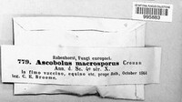 Ascobolus macrosporus image